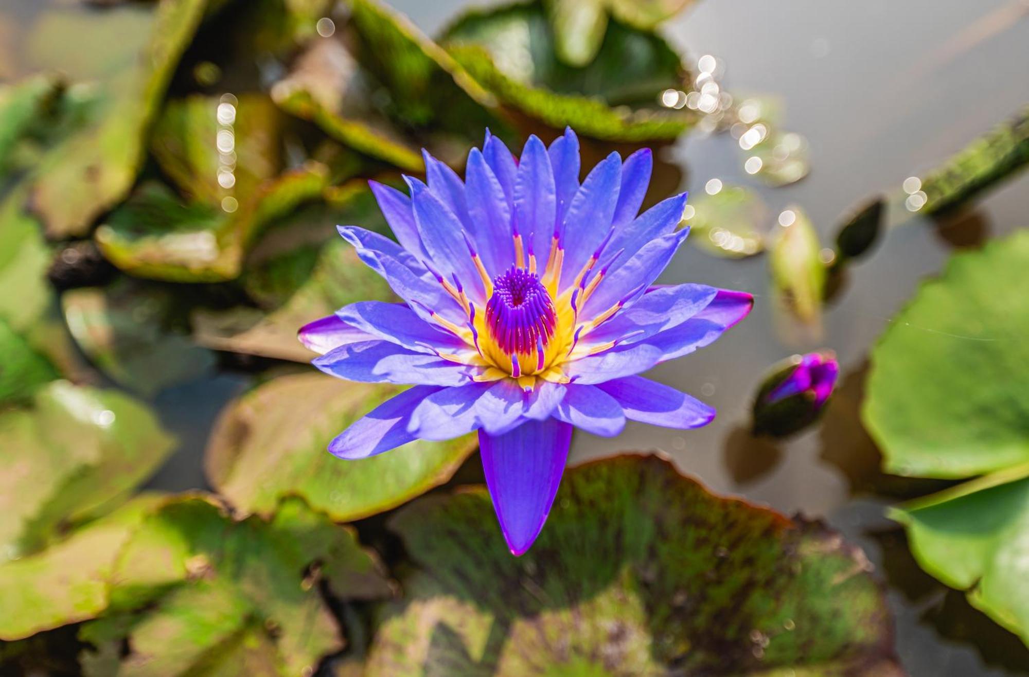 Отель Lotus Leaf Pali  Экстерьер фото