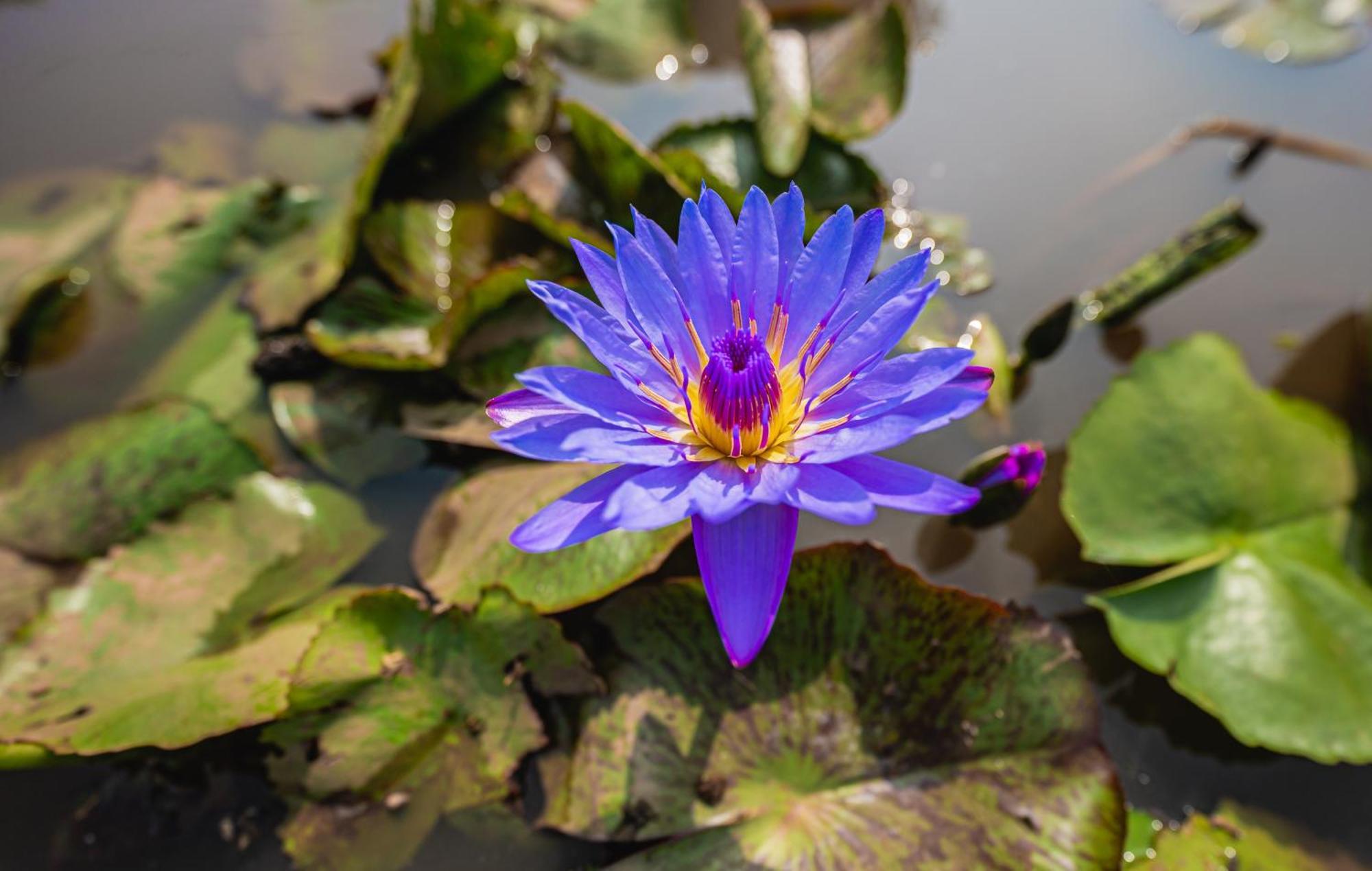 Отель Lotus Leaf Pali  Экстерьер фото