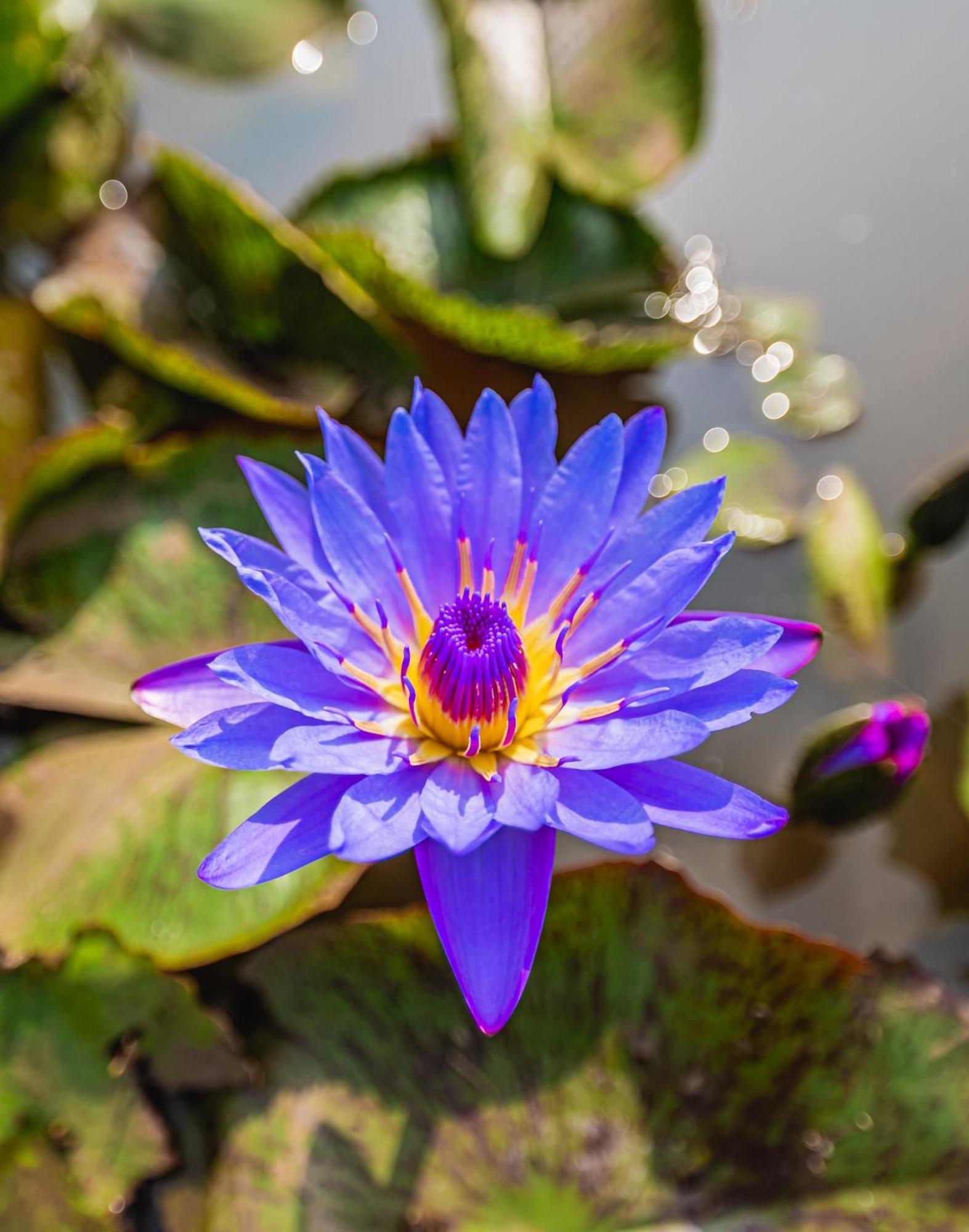 Отель Lotus Leaf Pali  Экстерьер фото